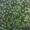 Strass Hotfix Peridot